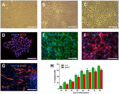 Neuropharmacology of human TERA2.cl.SP12 stem cell-derived neurons in ultra-long-term culture for antiseizure drug discovery